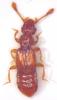 Euplectus sp.
